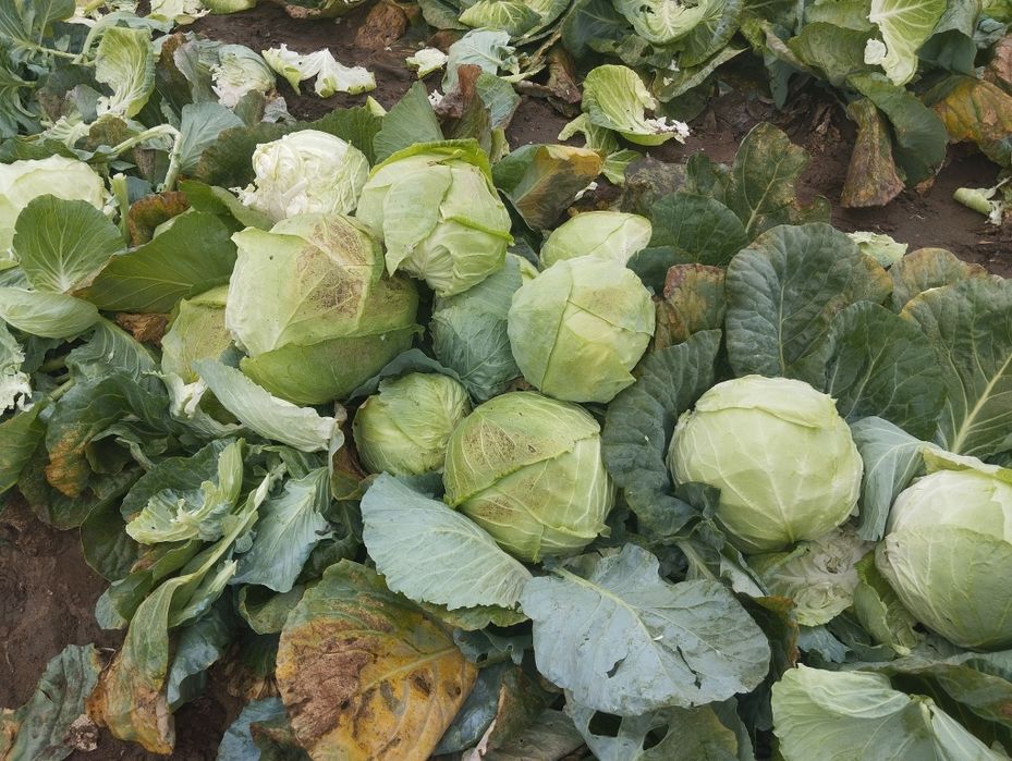 Продавам-Зеле Ергенско