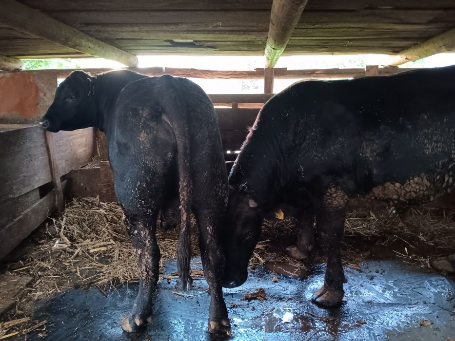 Vând viței și tauri