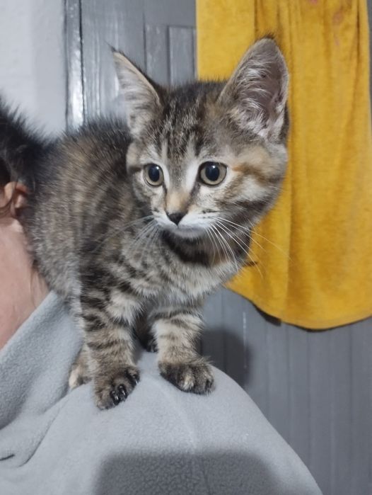 Отдам в хорошие руки девочку котёнка