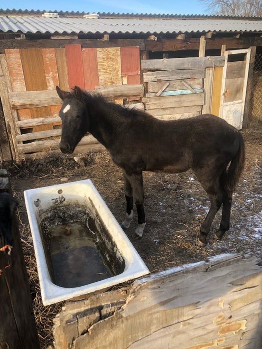 Тай(жабағы) парода.