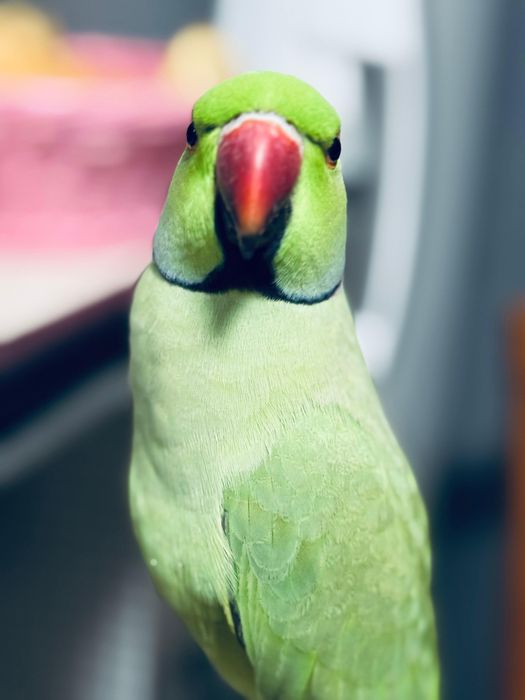 Продам Ожерелового Попугая с клеткой