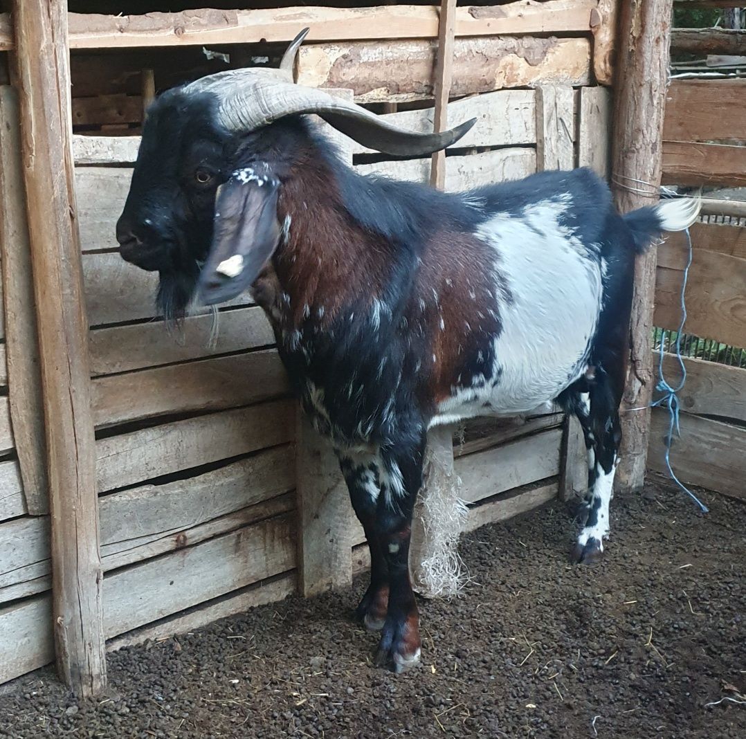 Vând țap angronobian