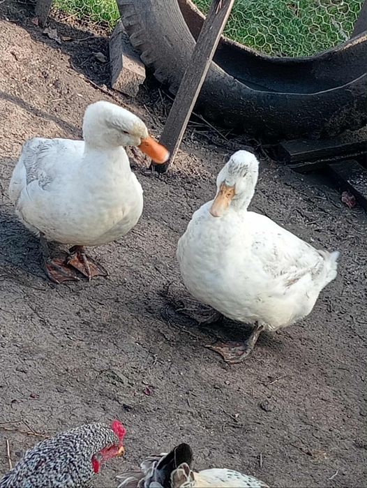 Vând rațe rasa pekin