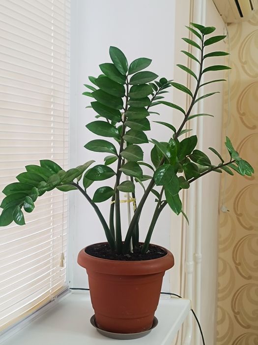 Комнатный цветок