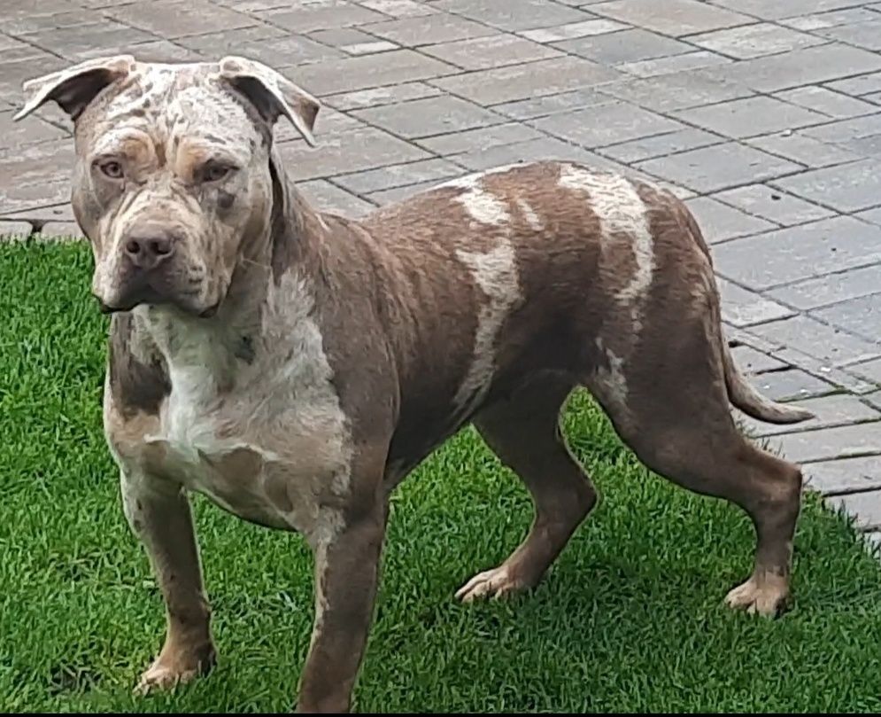 American bully xl Femelă