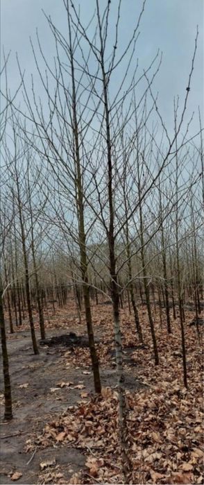 Mesteacan alb bentula copaci ornamentali oriunde in tara
