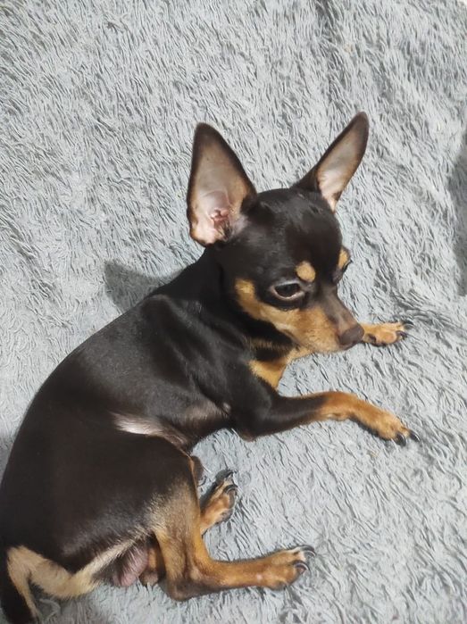 Вязка тойтерьер 5000