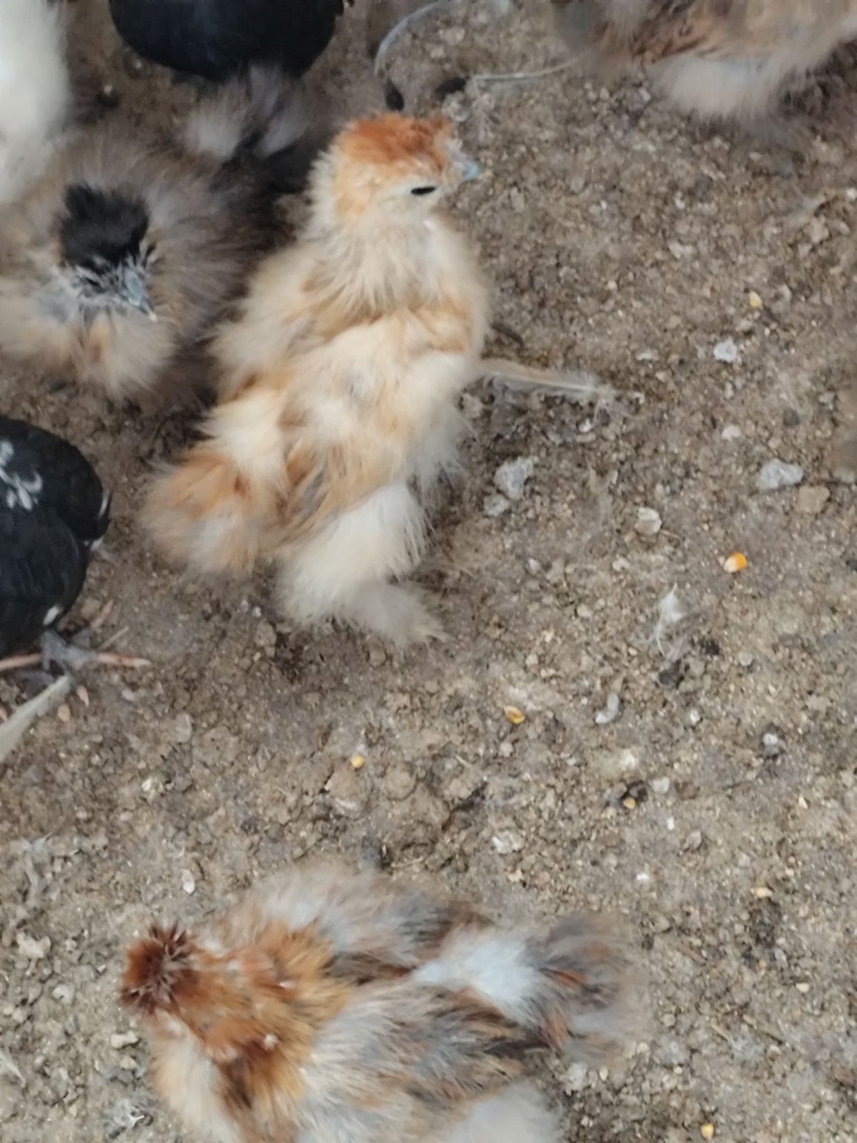 Продавам Копринки