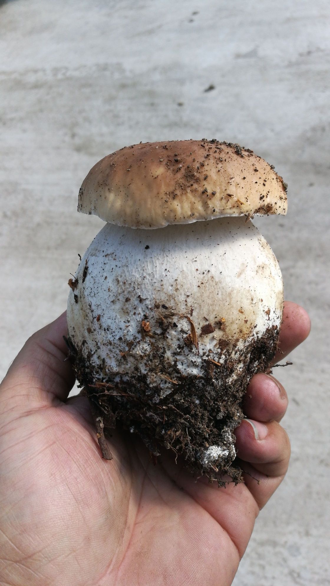 Ciuperci Galbiori Hribi întregi, jumătăți,cuburi lamele funghi porcini