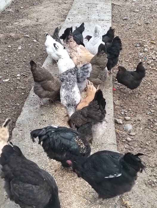 Қазақы тауықтар сатылады