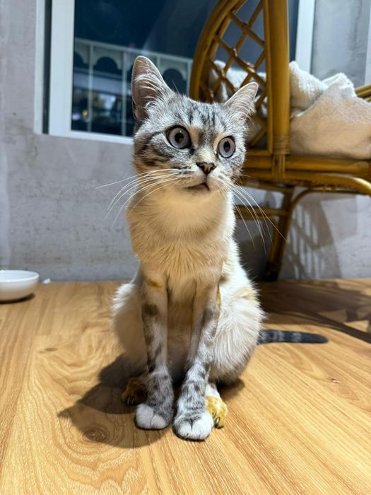 Кошечка  Шарлотта