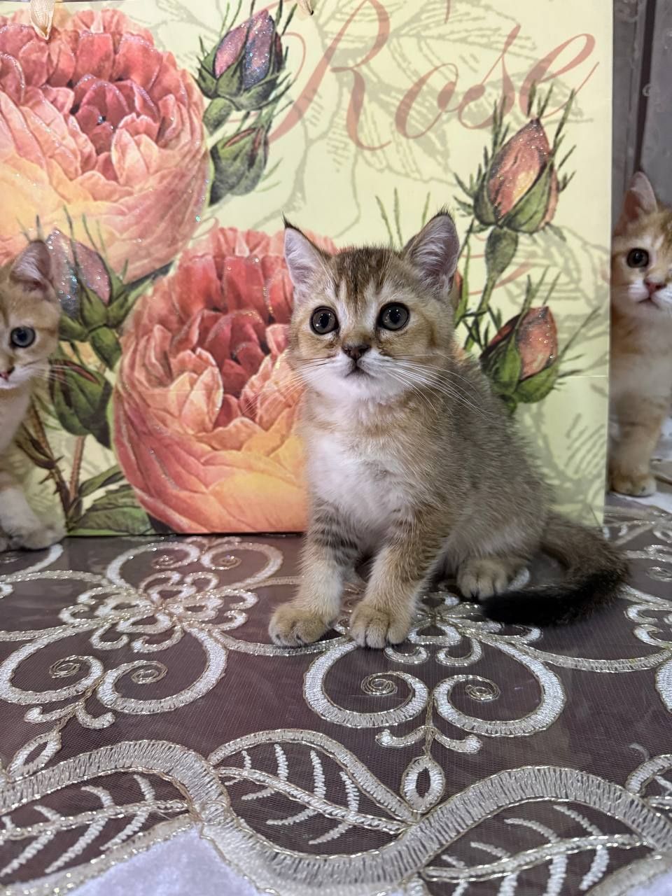 Скотиш страйт чистокровная золотая Шиншила