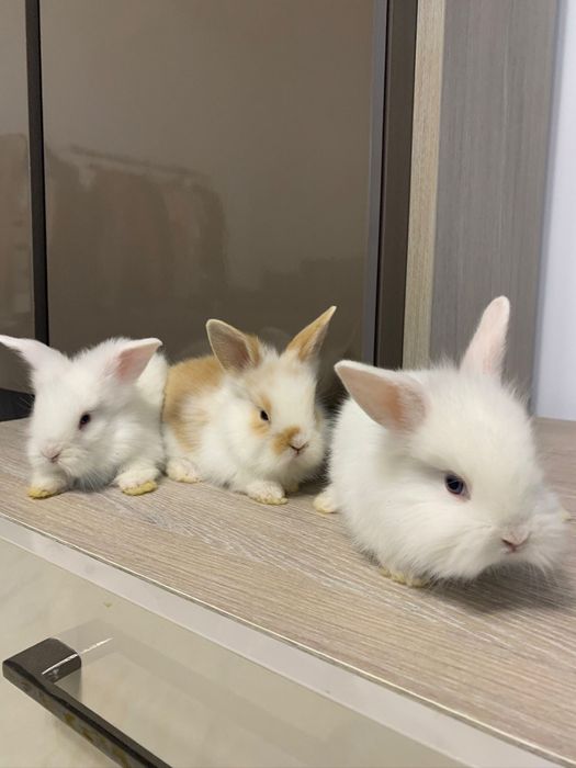 Iepuri angora,cap de leu pitici și  talie mare între 5 săpt și 11 luni