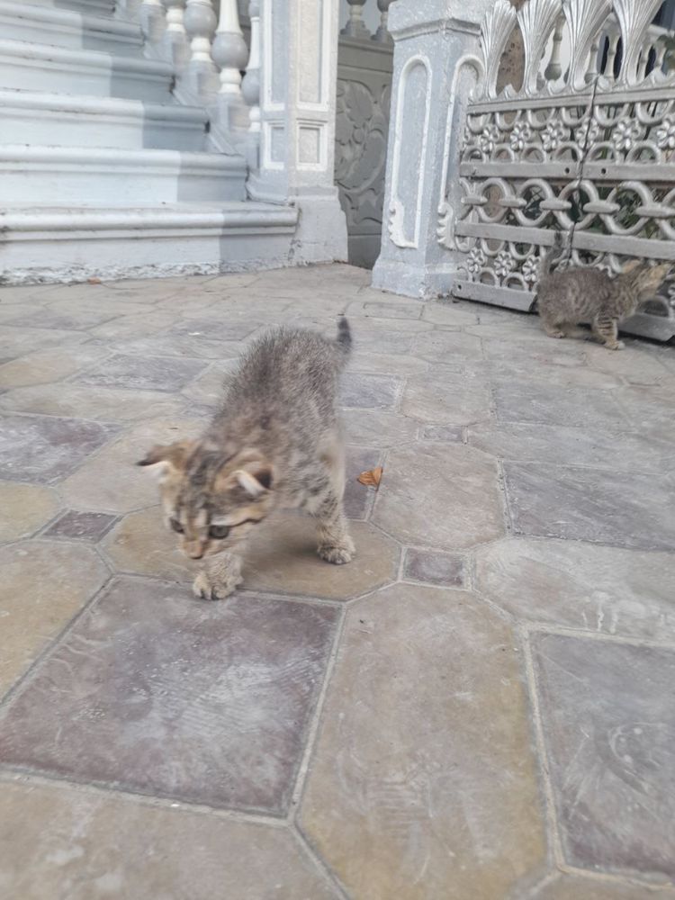 Mushuk Zotlik soglom