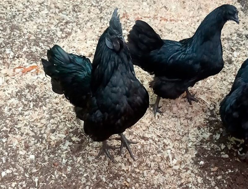 Куры пародистые черные