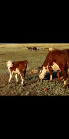 Продажа казахской белоголовой породы коров