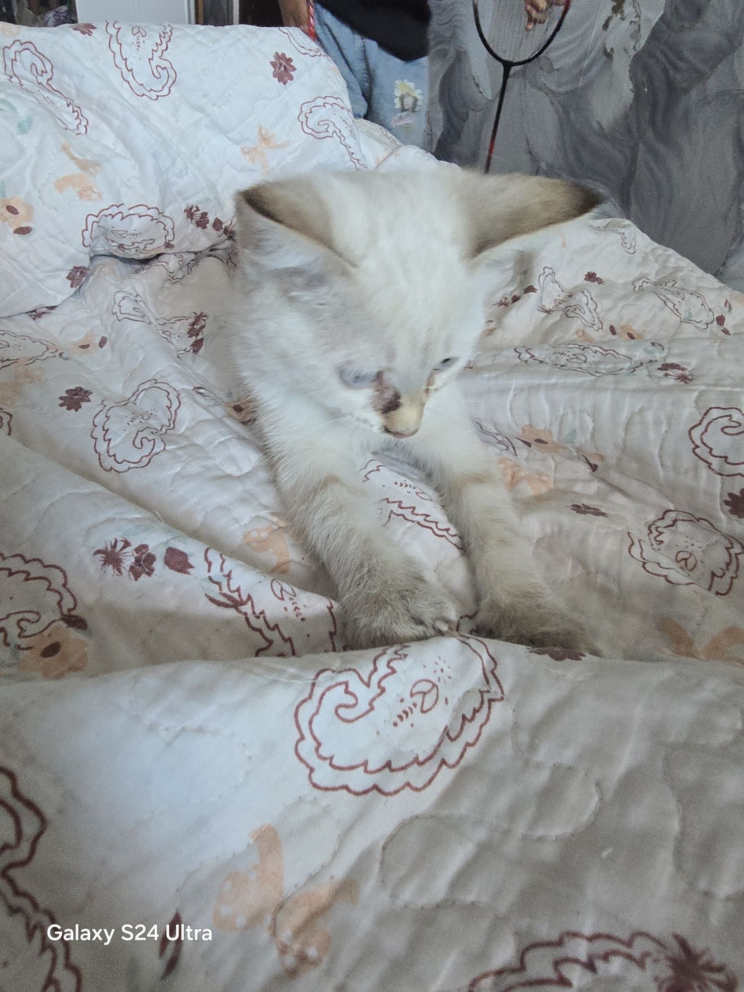 Отдам даром котят 2 месяца, к лотку приучены