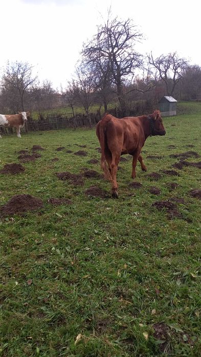 Vand junincă  angus