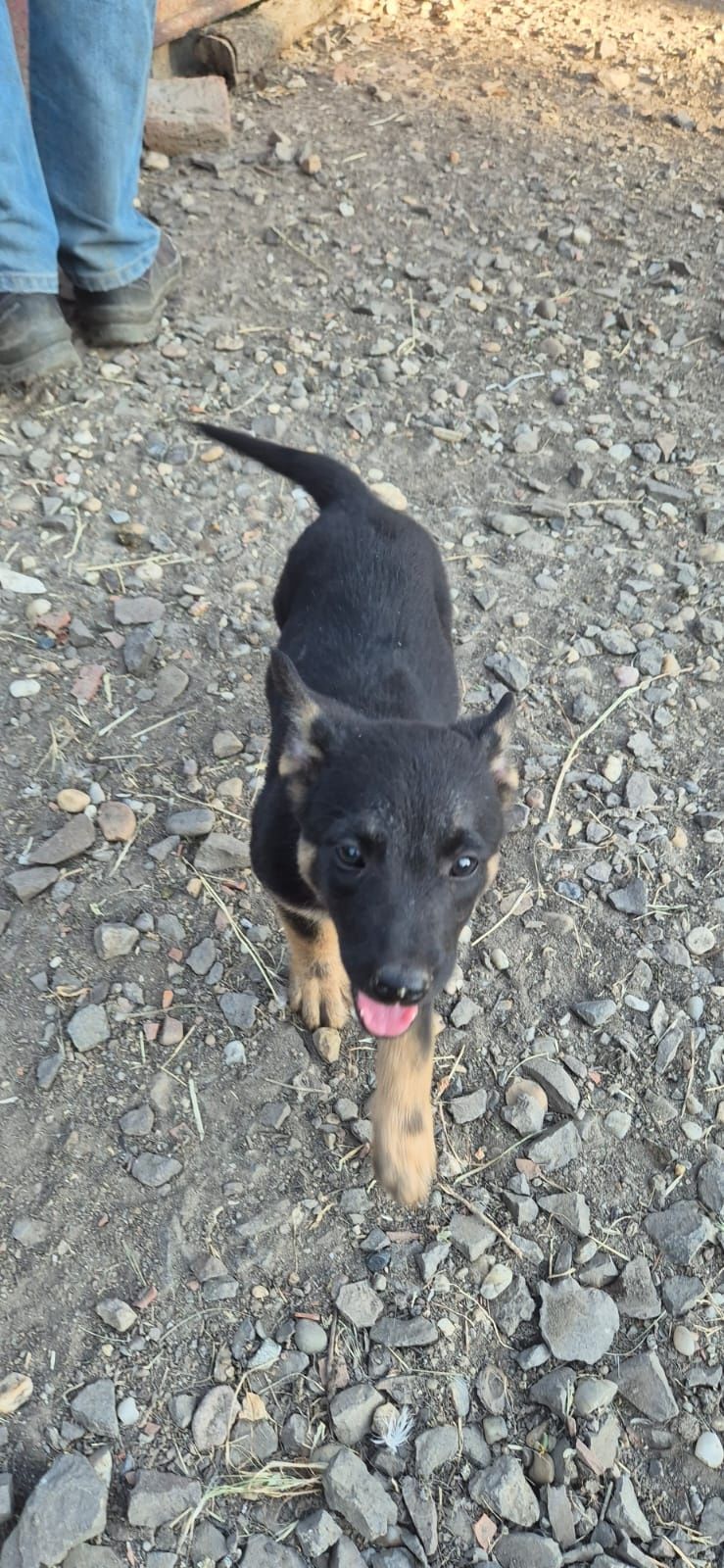 Căutăm stăpân pentru căței malinois