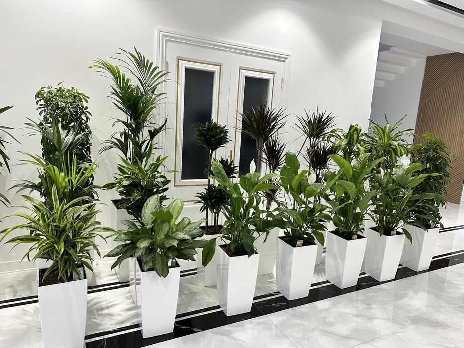 Гуллар 300.000 сўмдан бошланади — шошилинг