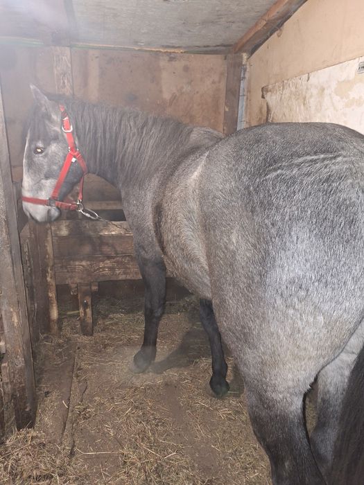 De vinzare sau schimb armăsar