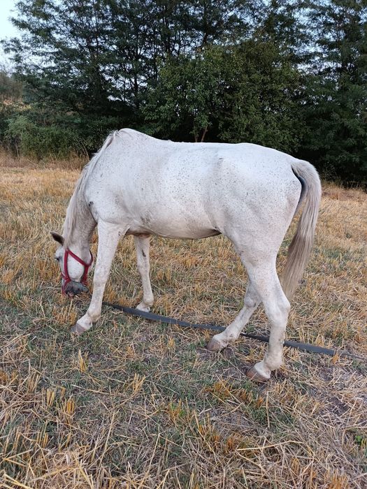 vând caii mai multe detalii la nr de telefon