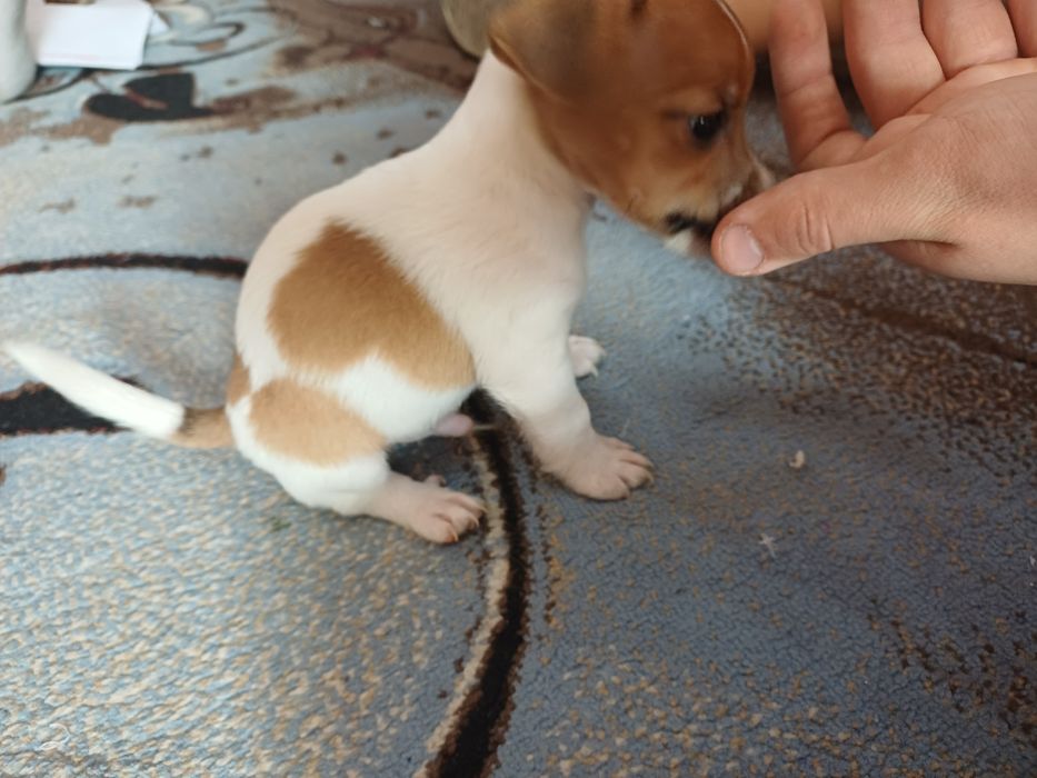 Джек Рассел Терьер