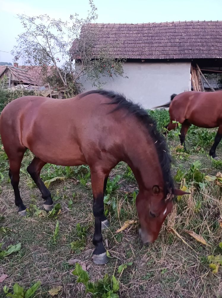 Cal tanar, castrat, cu pasaport de vanzare