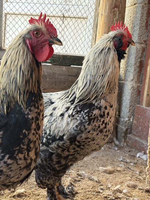 Петухи полубрамма домашние  6 месяцев