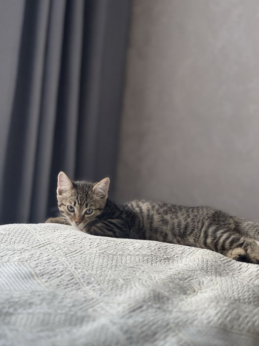 Отдам котенка в добрые руки