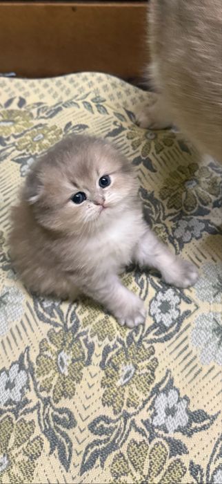 Золотая (серебряная) вислоухая шиншилла, редкий окрас