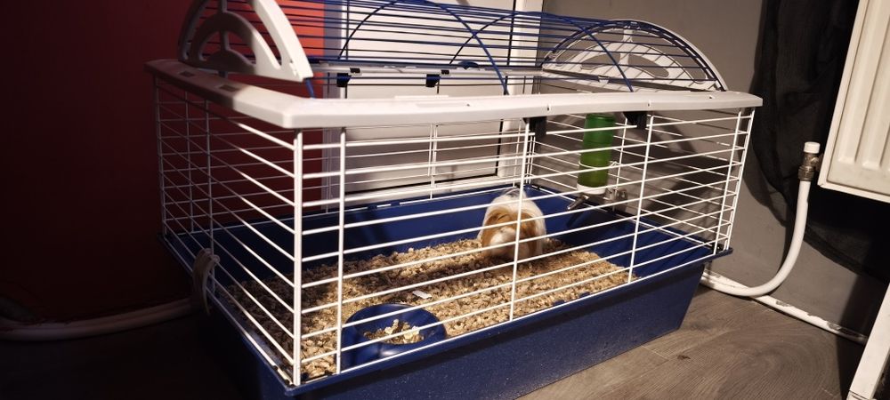 Подарявам морско свинче