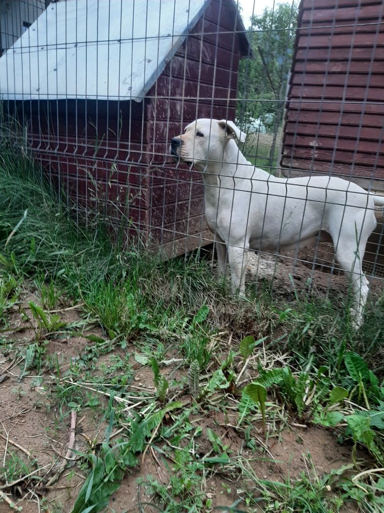 dog argentinian pedigree