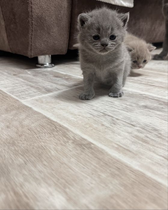 Продаются Британские котята