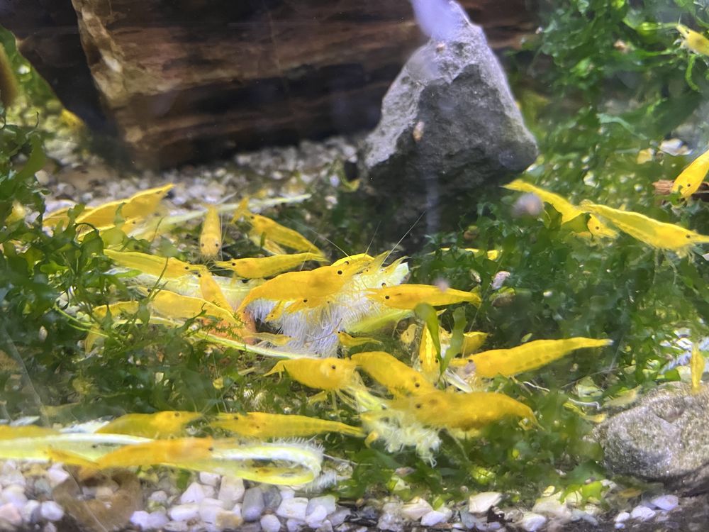 Creveti galbeni yellow neocaridina stoc 600 bucati
