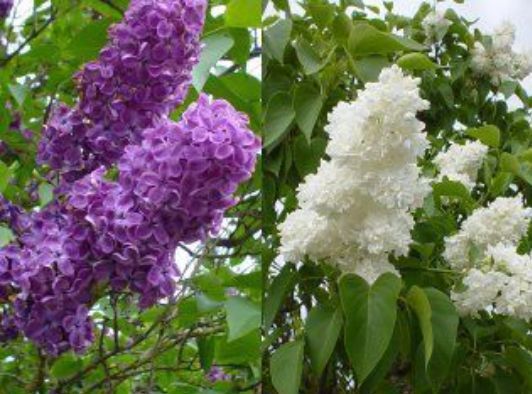 Liliac  Syringa Tip Copac