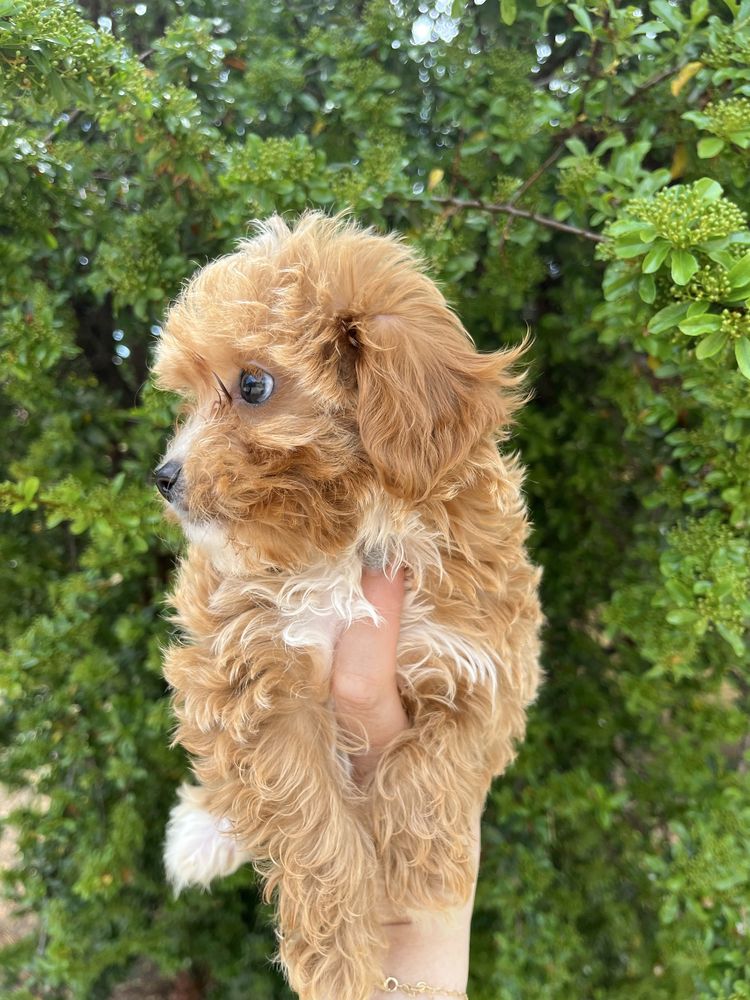 Maltipoo fetita mini