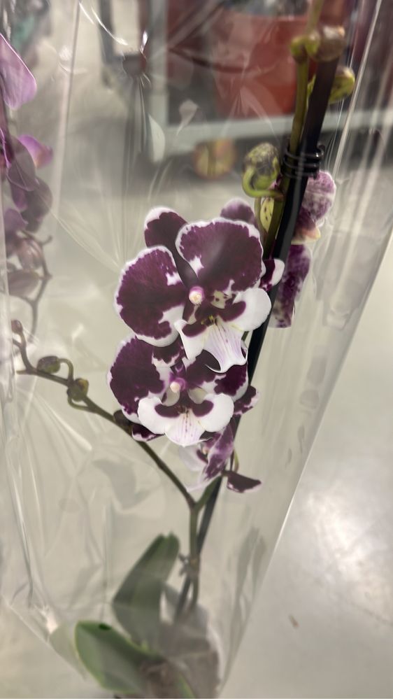 Распродажа королевских орхидей