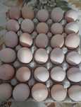 Oua Gaini Australorp