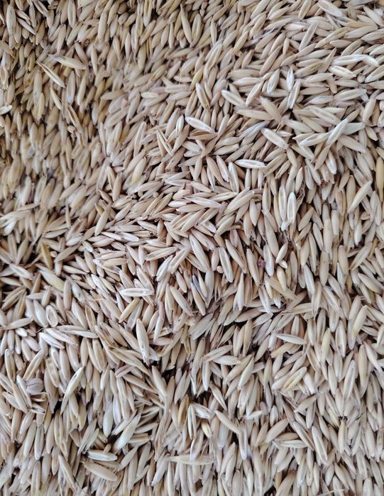 Vând ovăz protectie 2025