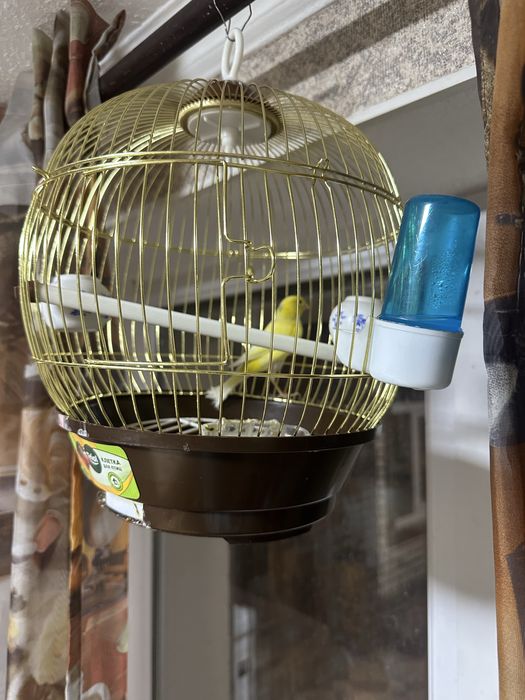 Продам поющего кенора