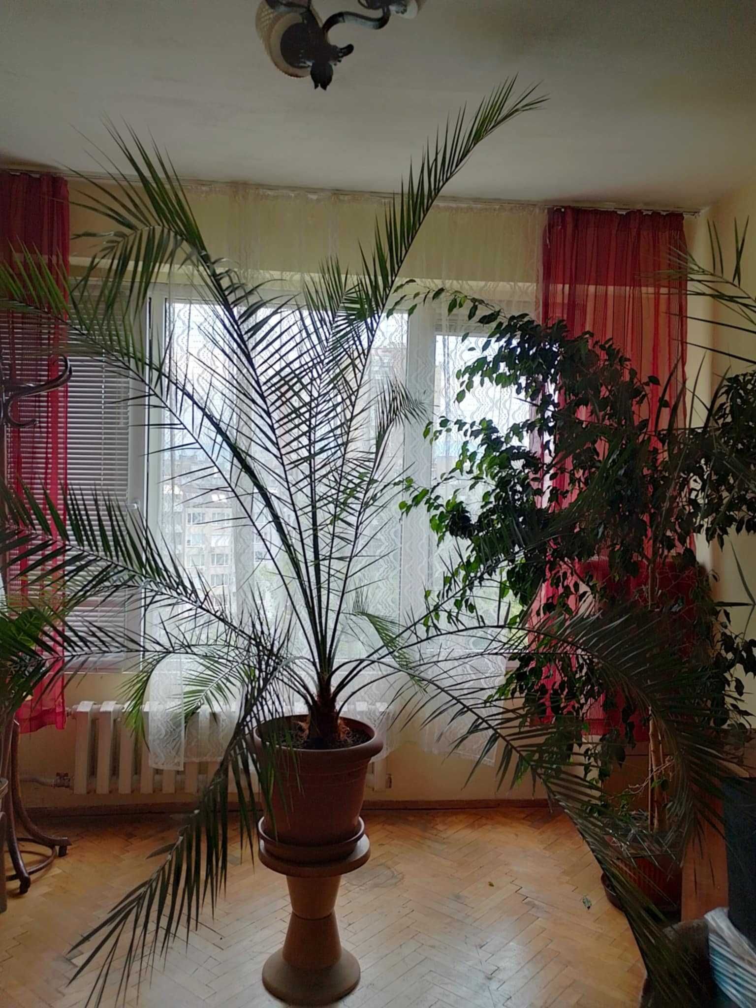 Голяма палма-  Рубелине. 5 години в домашни условия.