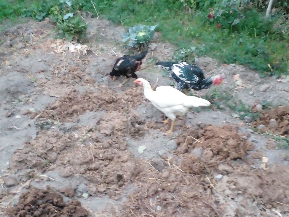 1та шамо хуроз 2та мокиен сотилади