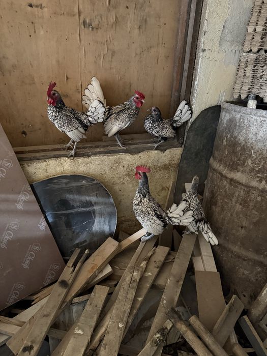 Сибраит японский бойцовский