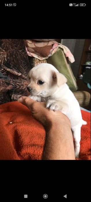 Продавам кученце Чихуахуа Пинчер