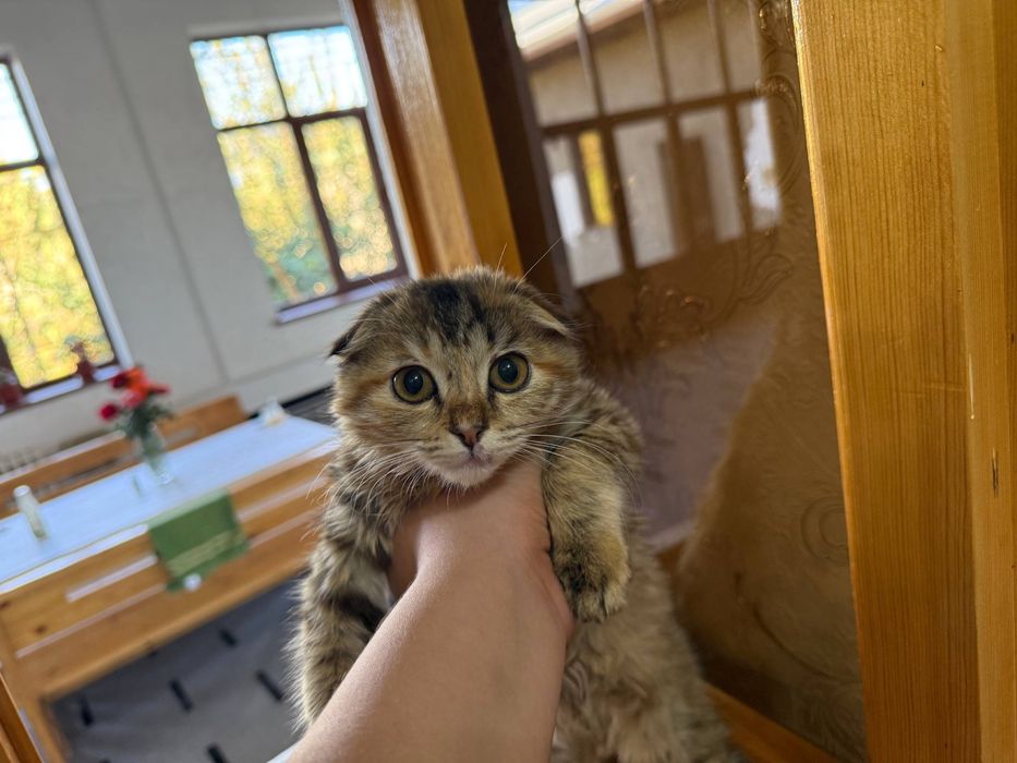 мушукча сотилади зотли уй мушуги акили жуда