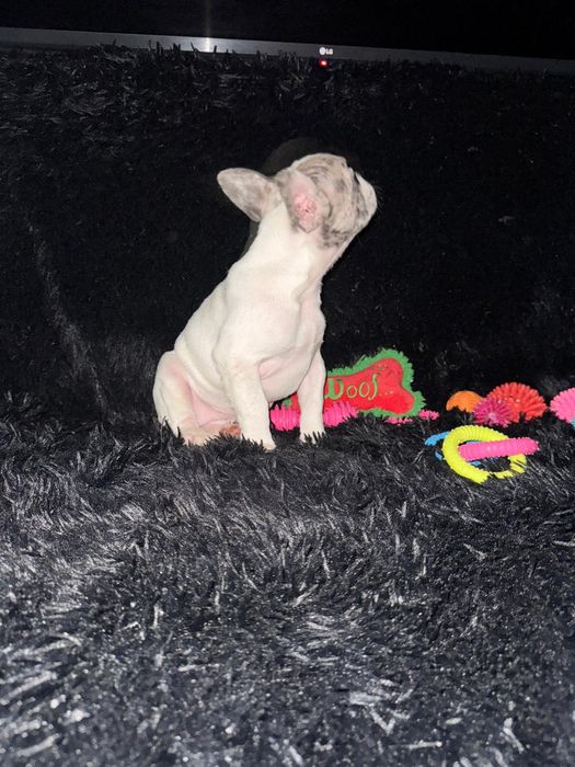 Bulldog Francez Merle Pied