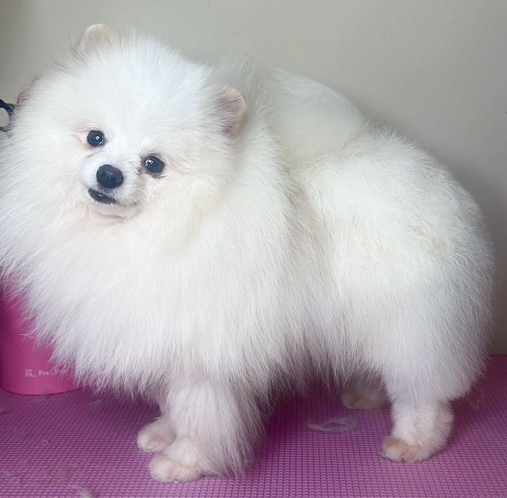 Pomeranian Mascul Pedigree