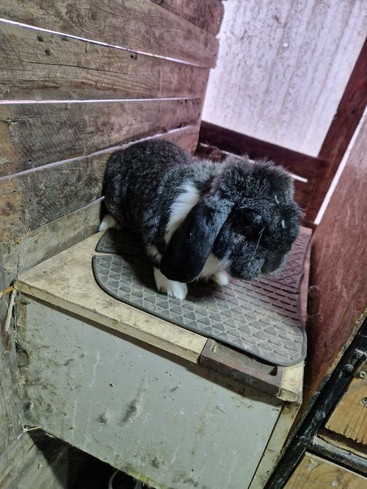 Mascul Berbec German