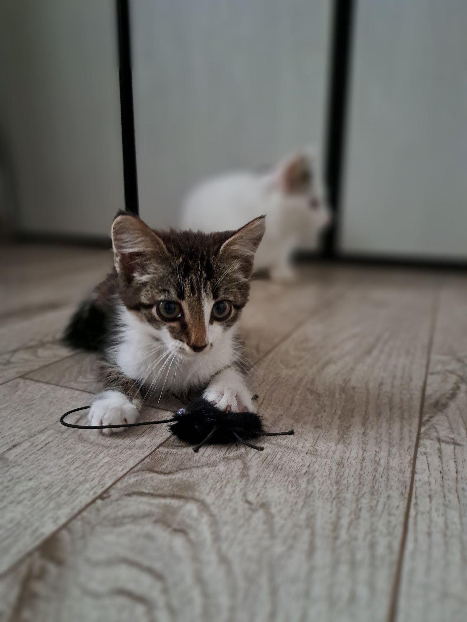 Отдам котёнка мальчика